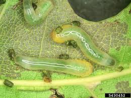 Attēlu rezultāti vaicājumam “Caliroa annulipes”