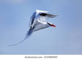 Image result for Phaethon aethereus