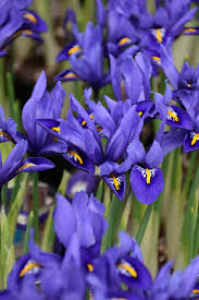 Attēlu rezultāti vaicājumam “Iris reticulata”