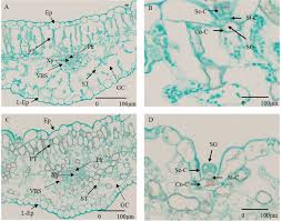 Attēlu rezultāti vaicājumam “Glaux maritima leaf”