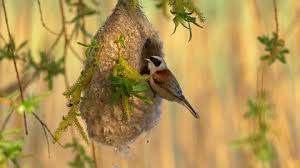 Attēlu rezultāti vaicājumam “Remiz pendulinus nest”
