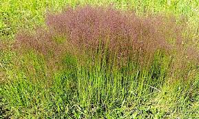 Attēlu rezultāti vaicājumam “Agrostis canina leaf”