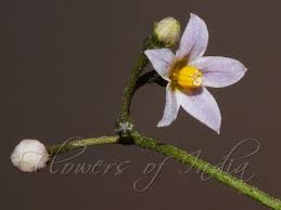 Attēlu rezultāti vaicājumam “Solanum nigrum flower”