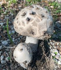 Attēlu rezultāti vaicājumam “Amanita strobiliformis”