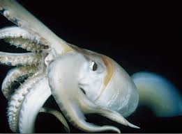 Image result for Dosidicus gigas