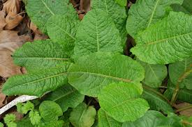 Attēlu rezultāti vaicājumam “Rumex obtusifolius”