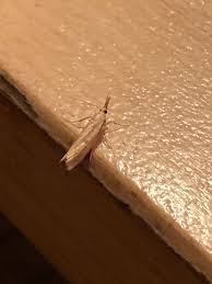 Attēlu rezultāti vaicājumam “Pediasia contaminella”