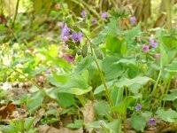 Attēlu rezultāti vaicājumam “Pulmonaria obscura”