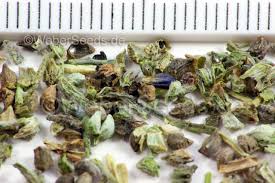 Attēlu rezultāti vaicājumam “Echium vulgare bud”