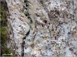 Attēlu rezultāti vaicājumam “Lecanactis abietina”