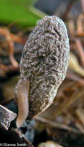 Attēlu rezultāti vaicājumam “Xylaria longipes”