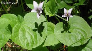 Attēlu rezultāti vaicājumam “Viola palustris”