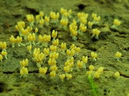 Attēlu rezultāti vaicājumam “Arcyria cinerea”