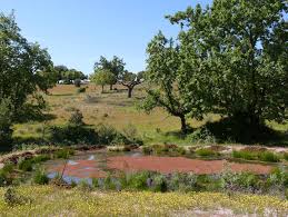 Attēlu rezultāti vaicājumam “Euphydrias aurinia underside”