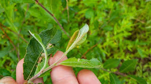 Attēlu rezultāti vaicājumam “Salix aurita leaf”