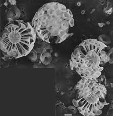 Attēlu rezultāti vaicājumam “Tubifera magna young”