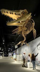 Image result for stevns klint