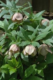 Image result for Helleborus foetidus