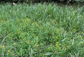 Attēlu rezultāti vaicājumam “Rorippa amphibia fruit”