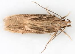 Attēlu rezultāti vaicājumam “Gelechia scotinella”