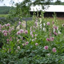 Image result for Aquilegia vulgaris `Nora Barlow`