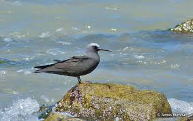 Attēlu rezultāti vaicājumam “Larus minutus adult”