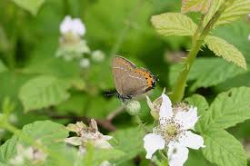 Attēlu rezultāti vaicājumam “Satyrium pruni underside”