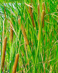 Attēlu rezultāti vaicājumam “Typha angustifolia  leaf”