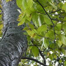 Attēlu rezultāti vaicājumam “Betula alleghaniensis leaf”