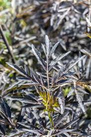 Attēlu rezultāti vaicājumam “Sambucus nigra leaf”
