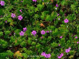 Attēlu rezultāti vaicājumam “Geranium molle flower”