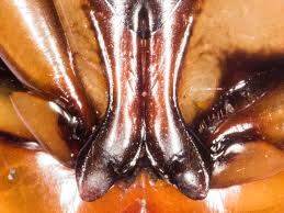 Attēlu rezultāti vaicājumam “Dytiscus dimidiatus”