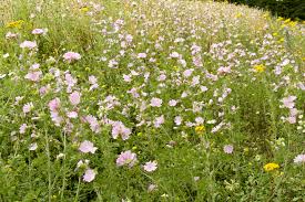 Image result for Malva moschata