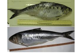 Image result for Alosa alosa