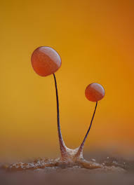 Attēlu rezultāti vaicājumam “Comatricha nigra”