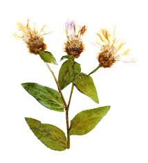 Attēlu rezultāti vaicājumam “Centaurea phrygia”