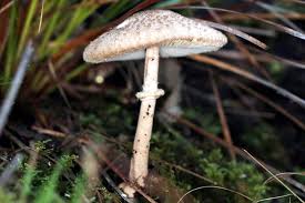 Attēlu rezultāti vaicājumam “Collybia acervata”