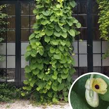 Attēlu rezultāti vaicājumam “Aristolochia durior flower”
