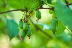 Attēlu rezultāti vaicājumam “Actinidia kolomikta fruit”