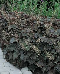 Image result for Heuchera `Palace Purple`