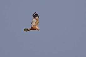 Attēlu rezultāti vaicājumam “Circus aeruginosus adult”