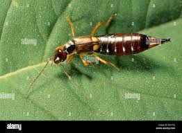 Attēlu rezultāti vaicājumam “Forficula auricularia”