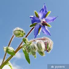 Attēlu rezultāti vaicājumam “Borago officinalis bud”