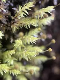 Attēlu rezultāti vaicājumam “Aulacomnium androgynum”