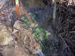 Attēlu rezultāti vaicājumam “Riccardia chamaedryfolia”