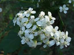 Attēlu rezultāti vaicājumam “Frost Flowers”