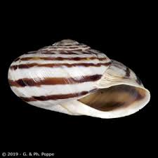 Attēlu rezultāti vaicājumam “Helicidae”