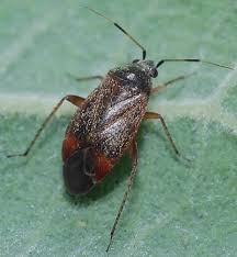 Attēlu rezultāti vaicājumam “Psallus sp.”