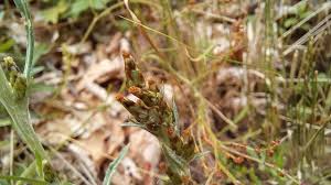 Attēlu rezultāti vaicājumam “Gnaphalium sylvaticum flower”