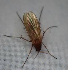 Attēlu rezultāti vaicājumam “Mycetophilidae”